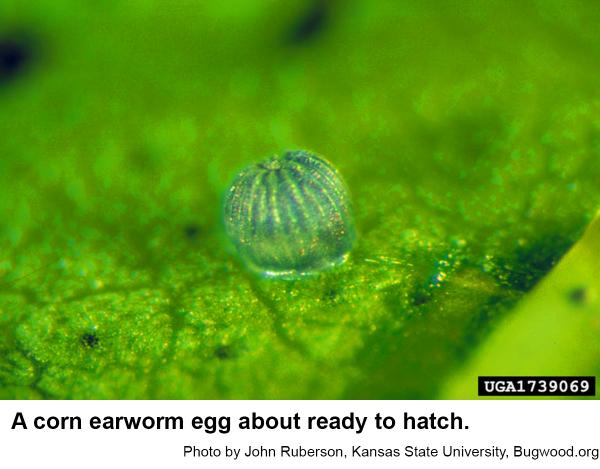 Corn earworm moths lay 400 to 3,000 eggs each.